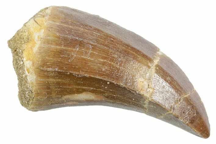 Fossil Mosasaur (Mosasaurus) Tooth - Morocco #353247